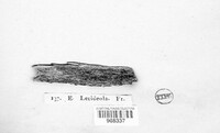 Durella lecideola image